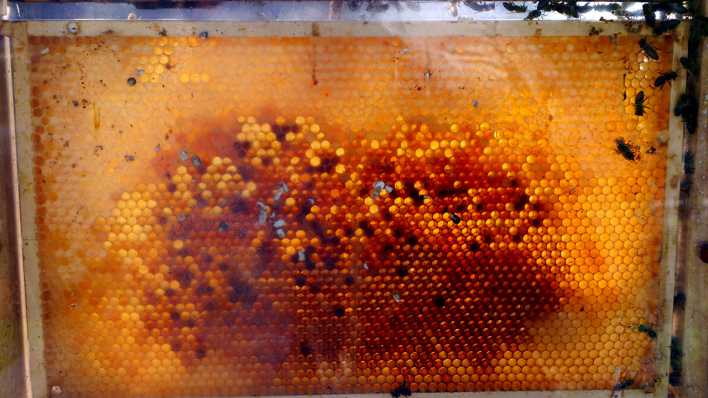Bienenwaben mit Honig hinter einer Glassscheibe, davor Bienen (Quelle: rbb/OHRENBÄR/Sonja Kessen)