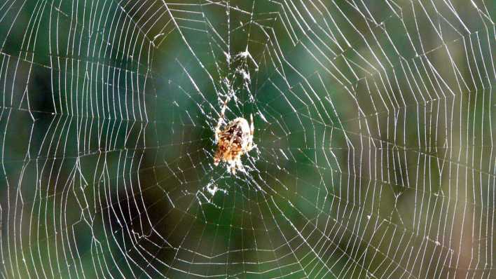 Spinne im Zentrum eines Spinnennetzes (Quelle: rbb/OHRENBÄR/Sonja Kessen)