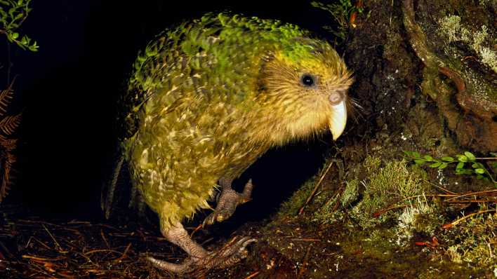 Ein Kakapo in einer dunklen Baumhöhle (Quelle: imago/Mint Images)
