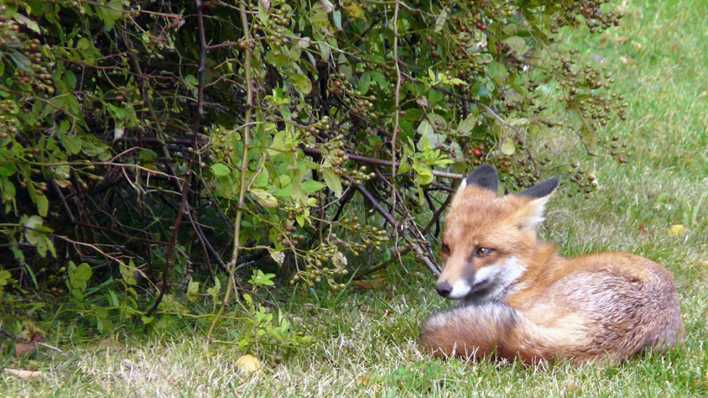 Ein Fuchs liegt auf einer Wiese, vor einem Gebüsch (Quelle: rbb/OHRENBÄR/Sonja Kessen)