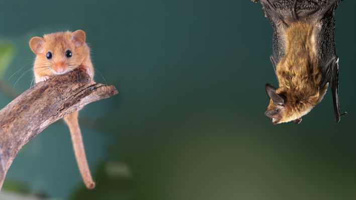 Haselmaus auf einem Ast und Fledermaus hängt nach unten, dunkelgrüner Hintergrund (Quelle: imago images/imagebroker)