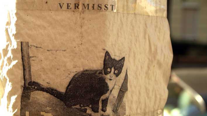 Kopierter Zettel an einem Baum, darauf "VERMISST" und eine kleine Katze, schwarz-weiß (Quelle: imago images/Imagebroker)