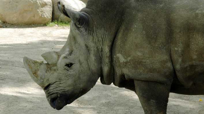 Ein Nashorn in Nahaufnahme (Quelle: rbb/OHRENBÄR/Birgit Patzelt)