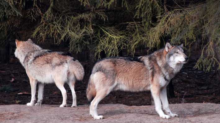 Zwei Wölfe in einem Tierpark, vor einem dunklen Gebüsch (Quelle: rbb/OHRENBÄR/Birgit Patzelt)