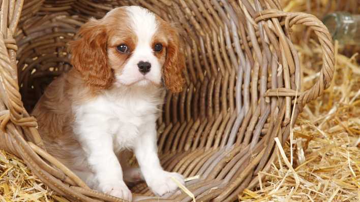 Hundewelpe, in einem umgestoßenen Weidenkorb (Quelle: imago images/Westend61)