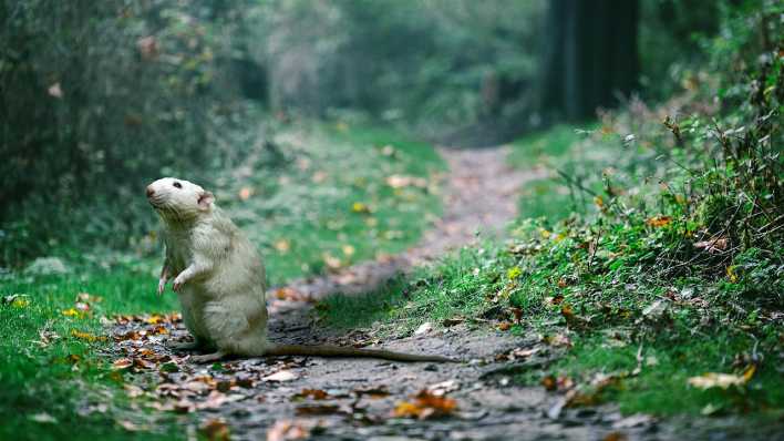 Ein Ratte steht auf den Hinterbeinen auf einem schmalen Weg im Grünen (Quelle: pixabay)