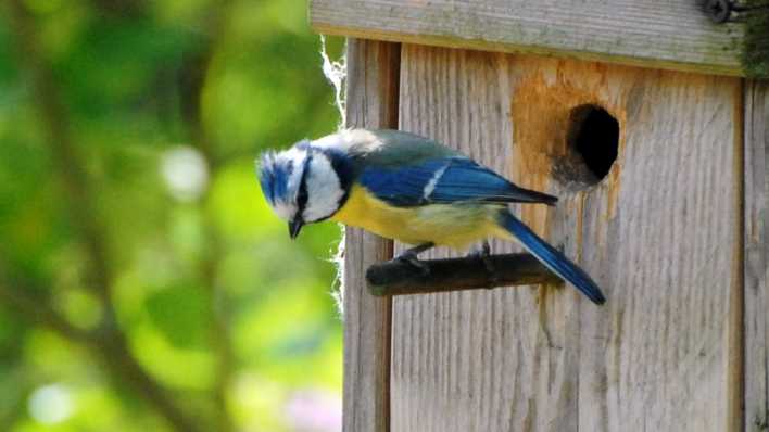 Vogelkasten, auf der Stange am Eingang schaut ein Meisenmann ängstlich nach unten (Quelle: rbb/OHRENBÄR/Birgit Patzelt)