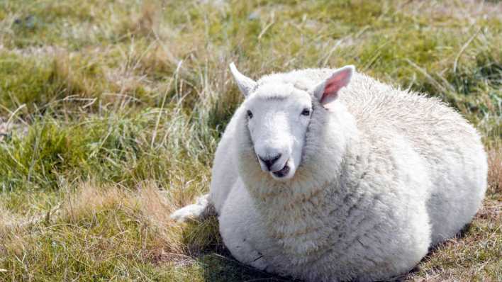 Ein Schaf mit dicker Wolle, liegend und kauend auf einer Wiese (Quelle: imago images / imagebroker)