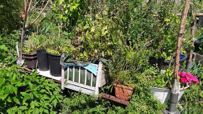 Blick in einen verwilderten Garten (Quelle: rbb/OHRENBÄR/Sonja Kessen)