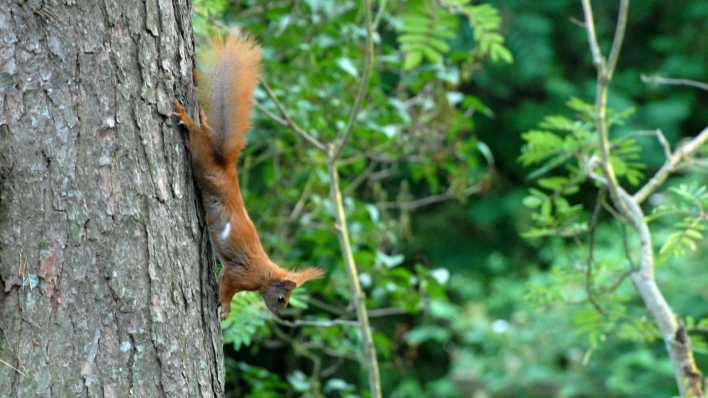 Ein Eichhörnchen am Baum, auf dem Weg nach unten, 'horcht auf' (Quelle: rbb/OHRENBÄR/Birgit Patzelt)