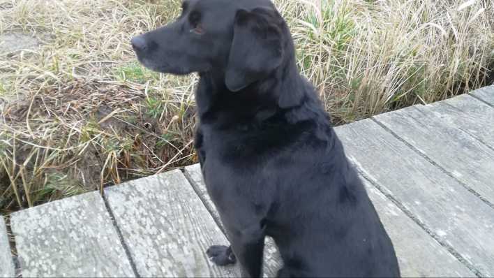 Ein schwarzer Hund sitzt auf einem Holzsteg, drumherum vertrocknetes Gras (Quelle: Martin Klein)