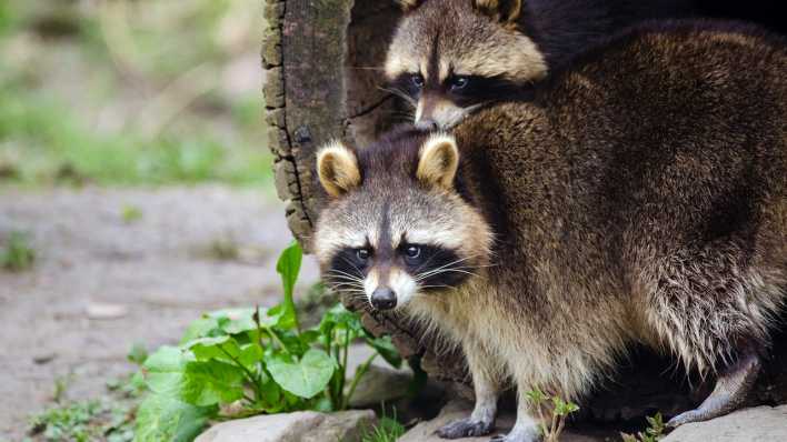 Zwei kleine Waschbären vor einem Holzfass (Quelle: Pixabay)