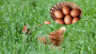 Fotomontage: ein Huhn im hohen Gras, darüber schwebt ein Korb mit braunen Hühnereiern (Quelle: Axel Hartmann und Amelie Soyka)