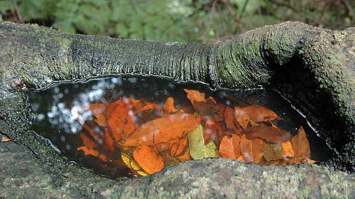 Ein Holzstamm, drinnen eine Wasseransammlung mit farbigen Laubblättern (Quelle: rbb/OHRENBÄR/Birgit Patzelt)