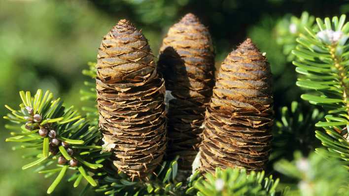 Drei aufrechte Tannenzapfen im Wald (Quelle: imago/Blickwinkel)