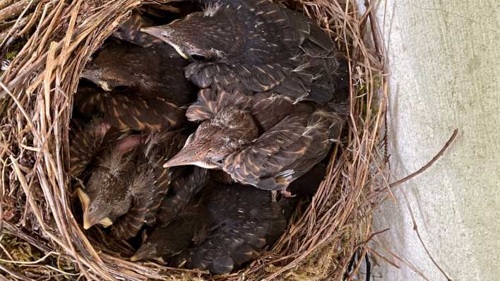 Ein Nest mit Amselküken (rbb/OHRENBAER/Birgit Patzelt)