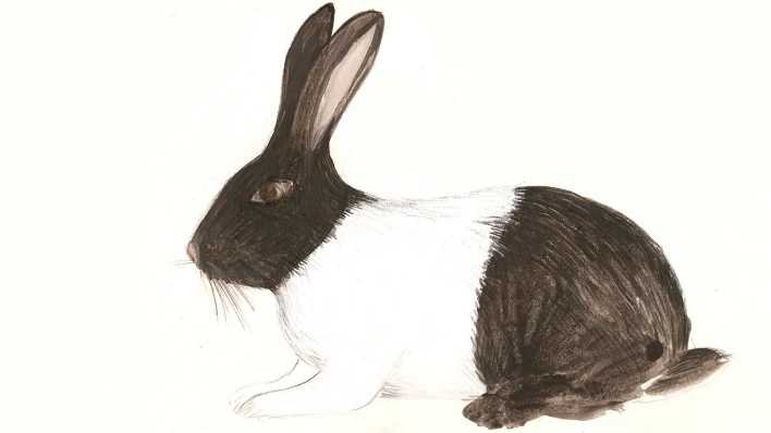 Zeichnung: ein braunes Kaninchen mit einem weißen Pullover (Quelle: Antje Rittermann)