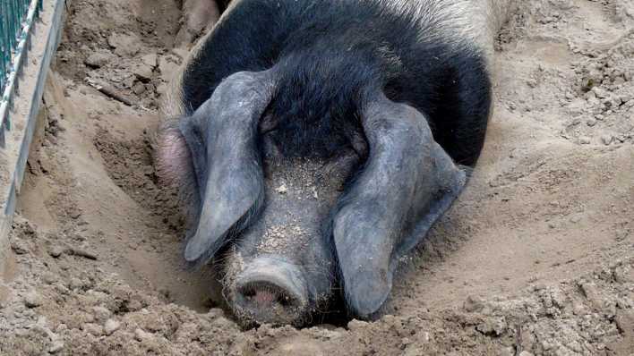 Ein Hängebauchschwein liegt in einer Sandkuhle (Quelle: rbb/OHRENBÄR/Sonja Kessen)