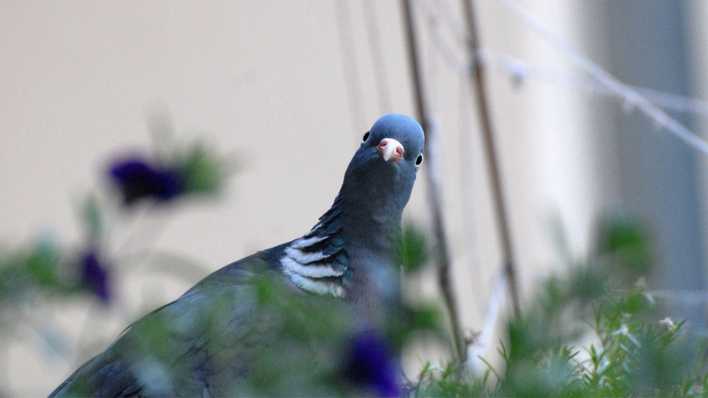 Eine grau-weiß-blaue Taube blickt mit schiefen Kopf in die Kamera (Quelle: rbb/OHRENBÄR/Birgit Patzelt)