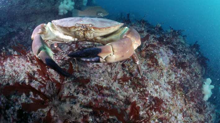Ein kleiner Taschenkrebs schwebt im Meer (Quelle: imago/oceans-image)
