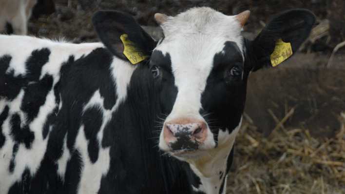 Eine schwarz-weiß gefleckte Kuh schielt in die Kamera (Quelle: rbb/OHRENBÄR/Birgit Patzelt)