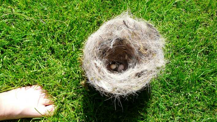 Ein Vogelnest auf einer grünen Wiese, ein Kinderfuß ist zu sehen (Quelle: rbb/OHRENBÄR/Sonja Kessen)