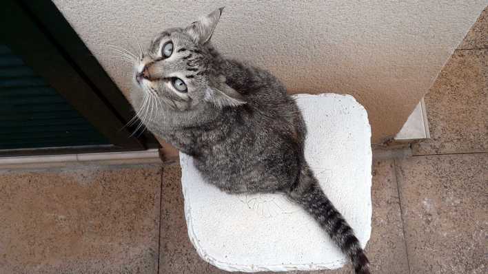 Eine Katze sitzt auf einer Stucksäule vor einer Wand und blickt nach oben in die Kamera (Quelle: rbb/OHRENBÄR/Sonja Kessen)