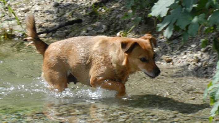 Ein Hund, nass in einem flachen Flussbett, auf der Suche (Quelle: rbb/OHRENBÄR/Birgit Patzelt)