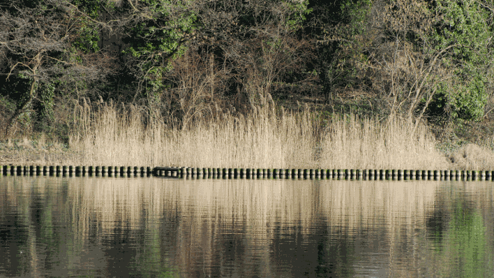 Ein See, im Hintergrund Sträucher und Bäume (Quelle: rbb/OHRENBÄR/Sonja Kessen)