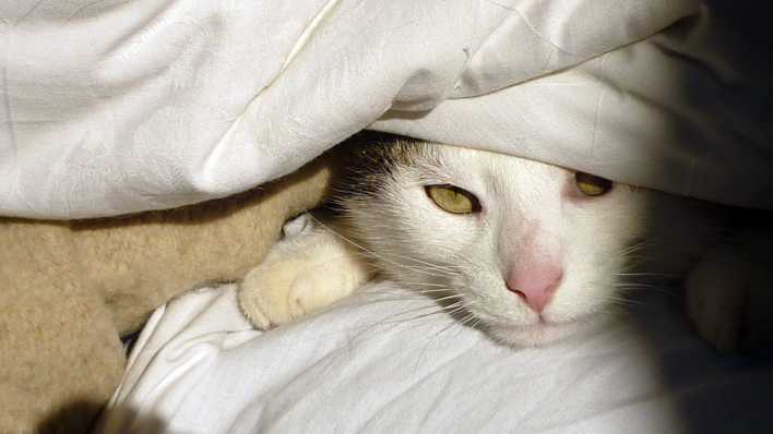 Eine Katze liegt zwischen verschiedenen Decken und schaut in die Kamera. (Quelle: rbb/OHRENBÄR/Alja Mai)