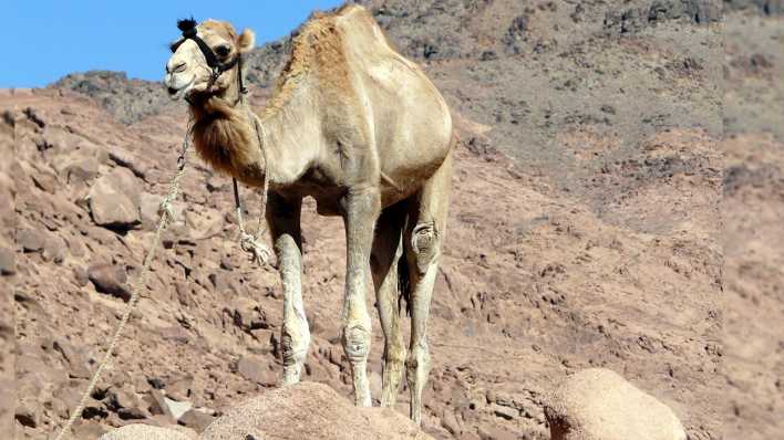 Ein Kamel in einer steinigen Berglandschaft, angebunden (Quelle: rbb/OHRENBÄR/Sonja Kessen)