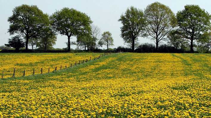 Eine große Butterblumenwiese, im Hintergrund ein Zaun und Bäume (Quelle: Imago/Sabine Lutzmann)