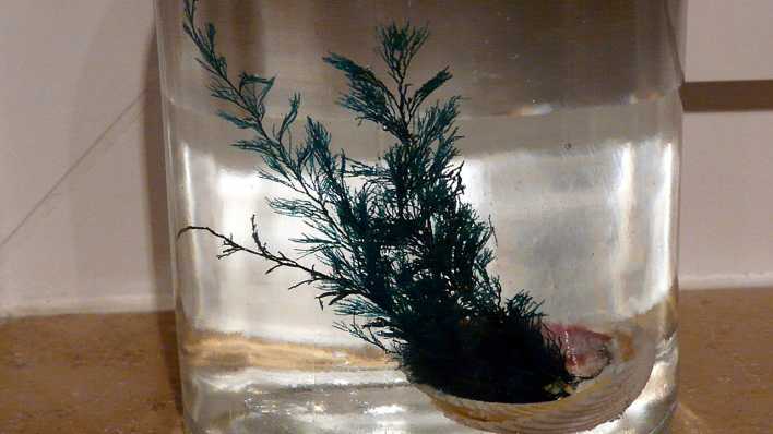 Eine Muschel, darin eine grüne Pflanze, in einem Glas mit Wasser (Quelle: rbb/OHRENBÄR/Sonja Kessen)