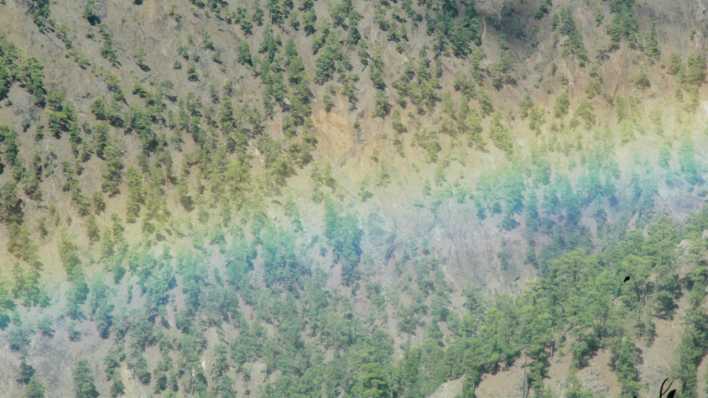 Blick auf einen lichten Wald aus der Vogelperspektive (Quelle: rbb/OHRENBÄR/Birgit Patzelt)