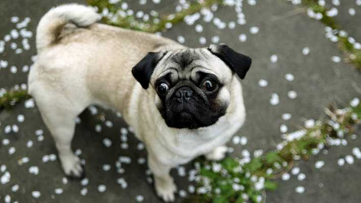 Ein Mops aus der Vogelperspektive auf einem Weg, Blick nach oben (Quelle: Imago/pictureteam)