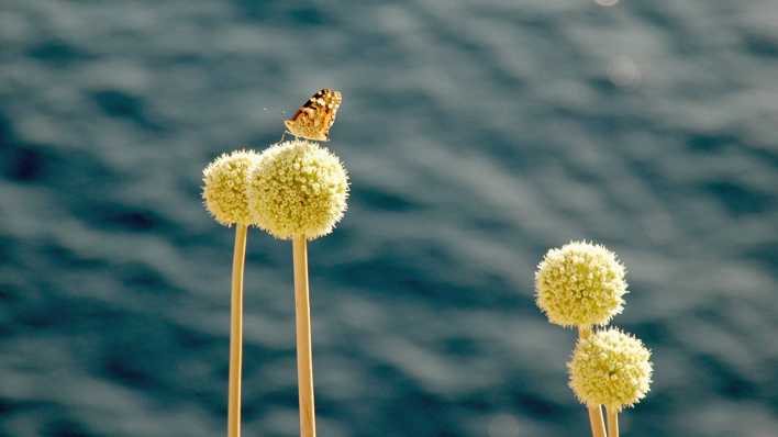 Ein Schmetterling auf einem Blumenstängel, im Hintergrund das blaue Meer (Quelle: rbb/OHRENBÄR/Birgit Patzelt)