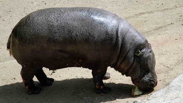 Ein Nilpferd im Zoo futtert Gemüse (Quelle: rbb/OHRENBÄR/Birgit Patzelt)