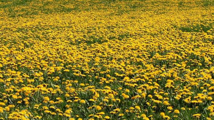 Blick auf eine Butterblumenwiese (Quelle: Imago/Sabine Lutzmann)