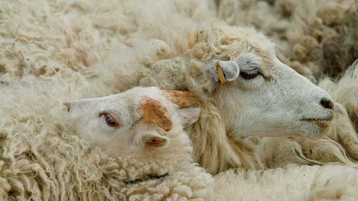 Schafe, die eng beieinander stehen (Quelle: rbb/OHRENBÄR/Birgit Patzelt)