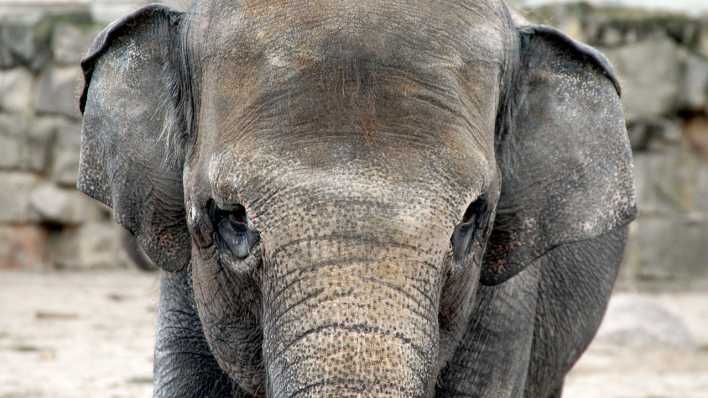 Gesicht eines Elefanten, der auf uns zukommt (Quelle: rbb/OHRENBÄR/Birgit Patzelt)