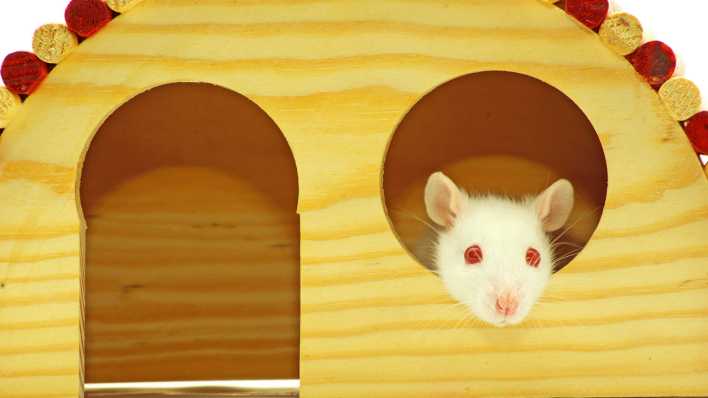 Eine kleine weiße Ratte schaut aus einem kleinen Holzhäuschen (Quelle: Colourbox)
