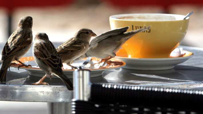 Vier Spatzen auf einem Cafétisch picken Krümel, im Hintergrund eine große gelbe Tasse (Quelle: Imago/Jochen Tack)