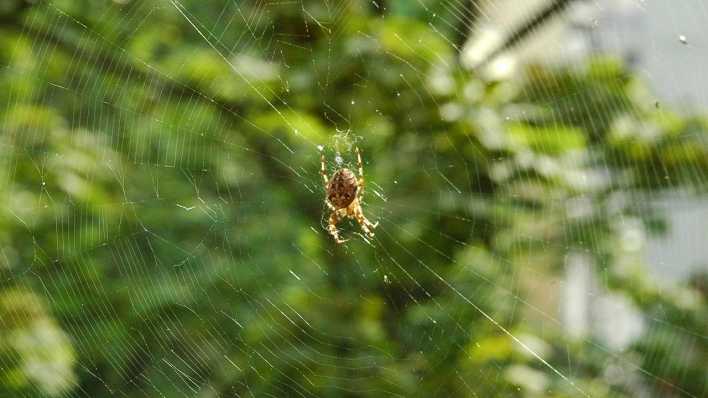 Eine Spinne in einem Spinnennetz, dahinter ein Baum (Quelle: rbb/OHRENBÄR/Birgit Patzelt)