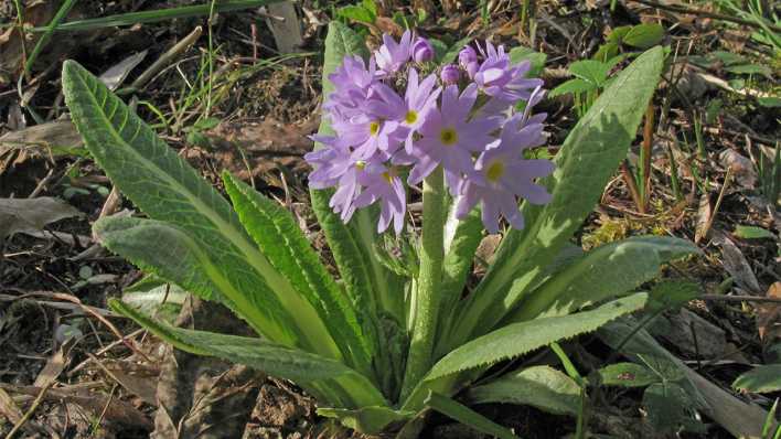 Eine lilafarbene Primel auf noch kargem Frühlingsboden (Quelle: imago/Blickwinkel)