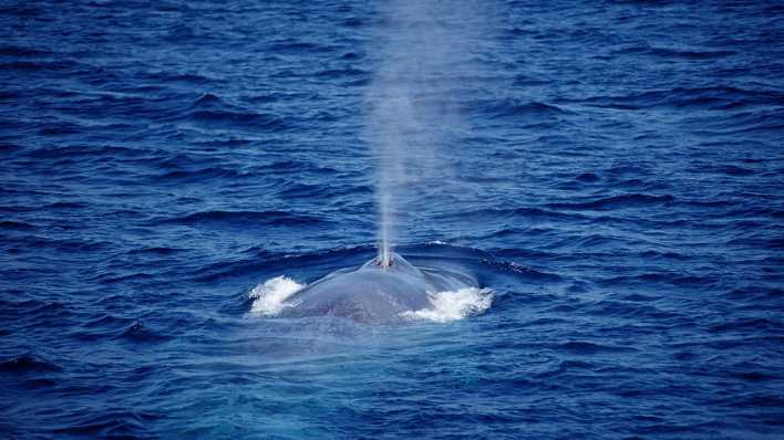 Ein Blauwal im Meer, er taucht ab und stößt aus dem Rücken eine Wasserfontäne (Quelle: Imago/OceanPhoto)