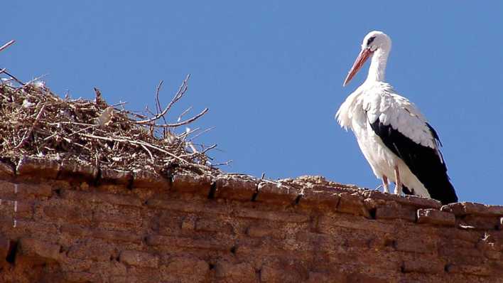 Ein Storch auf dem Dach vor einem Storchennest (Quelle: rbb/OHRENBÄR/Birgit Patzelt)