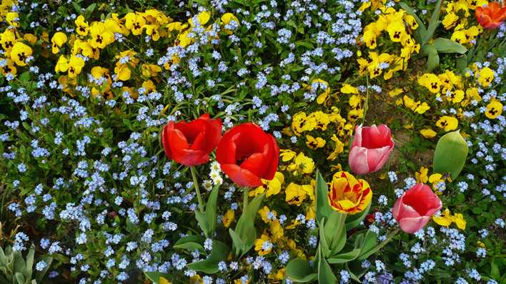 Wiese mit bunten Frühlingsblumen (Quelle: rbb/OHRENBÄR/Sonja Kessen)