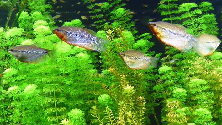 Fische in einem Aquarium mit grünen Wasserpflanzen (Quelle: rbb/OHRENBÄR/Sonja Kessen)