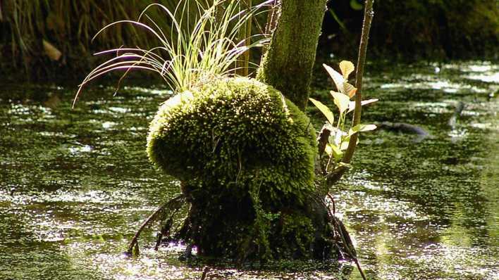 Pflanze im See, sieht einem Ungeheuer ähnlich (Quelle: rbb/OHRENBÄR/Birgit Patzelt)