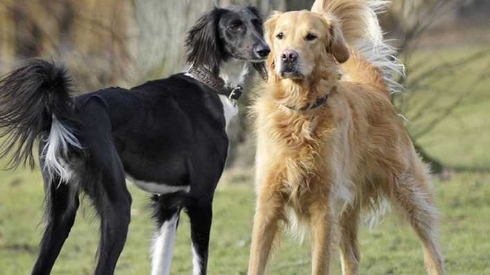 Ein Hund mit schwarzem und ein Hund mit braunem Fell stehen gespannt nebeneinander (Quelle: imago/Strussfoto)